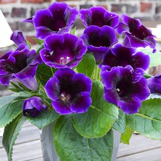 Gloxinia/каменно цвете/VIOLACEAE