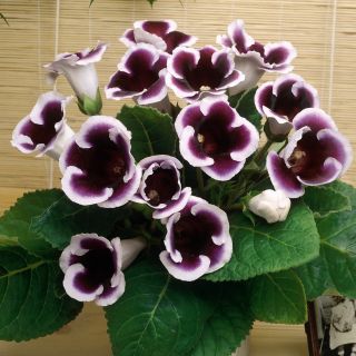 Комплект 10бр .GLOXINIA /Каменно цвете/