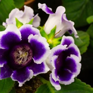 Gloxinia/каменно цвете/KAISER WILHELM