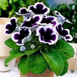 Gloxinia/каменно цвете/KAISER WILHELM