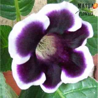 Gloxinia/каменно цвете/KAISER WILHELM