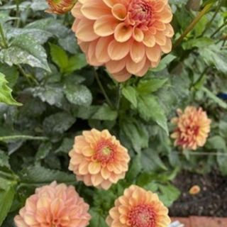 DAHLIA GO-GO САКСИЙНА Orange