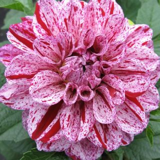 DAHLIA GO-GO САКСИЙНА Speckled