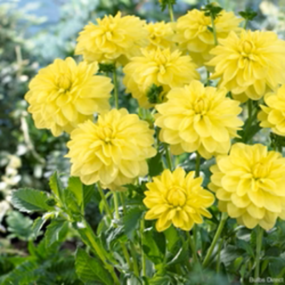 DAHLIA GO-GO САКСИЙНА Yellow