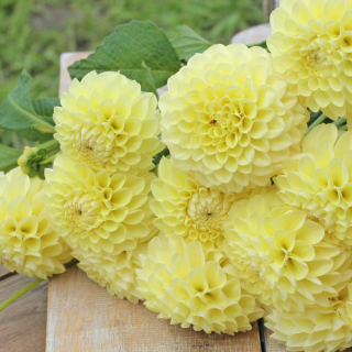 DAHLIA GO-GO САКСИЙНА Yellow