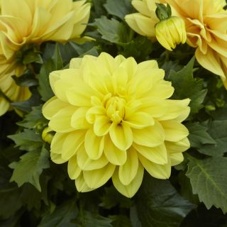 DAHLIA GO-GO САКСИЙНА Yellow