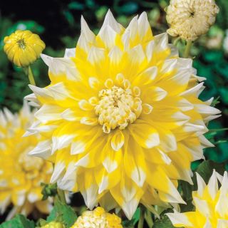 DAHLIA DECORATIVE Grand Prix