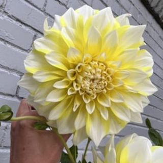 DAHLIA DECORATIVE Grand Prix