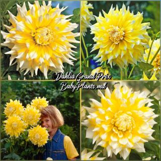 DAHLIA DECORATIVE Grand Prix