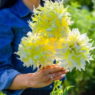 DAHLIA DECORATIVE Grand Prix