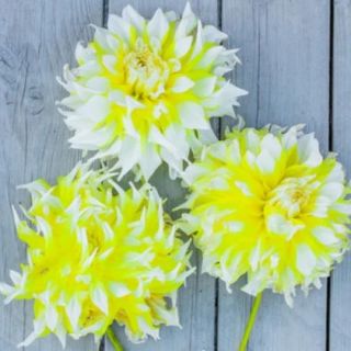 DAHLIA DECORATIVE Grand Prix