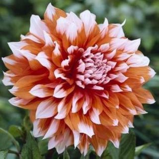 DAHLIA DECORATIVE ЕДРОЦВЕТНА Holland Festival