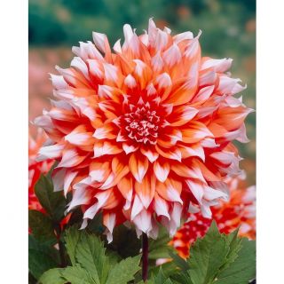 DAHLIA DECORATIVE ЕДРОЦВЕТНА Holland Festival