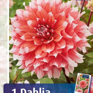 DAHLIA DECORATIVE ЕДРОЦВЕТНА Holland Festival