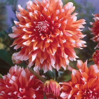 DAHLIA DECORATIVE ЕДРОЦВЕТНА Holland Festival