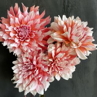 DAHLIA DECORATIVE ЕДРОЦВЕТНА Holland Festival