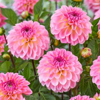 DAHLIA Pompon Ilse