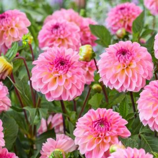 DAHLIA Pompon Ilse