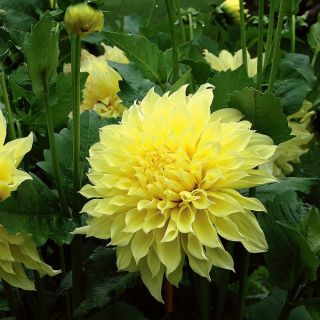 DAHLIA Едроцветна Kelvin Floodlight