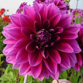 DAHLIA DECORATIVE Le Baron