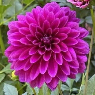 DAHLIA DECORATIVE Le Baron