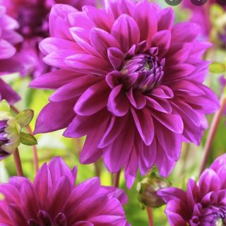 DAHLIA DECORATIVE Le Baron