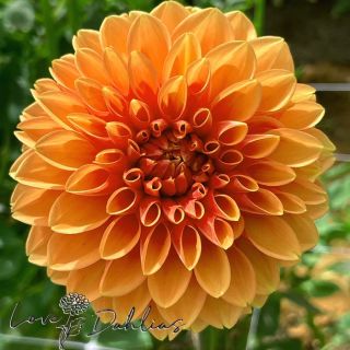 DAHLIA Pompon Maarn