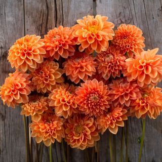 DAHLIA Pompon Maarn