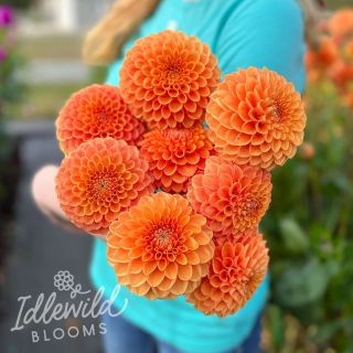 DAHLIA Pompon Maarn