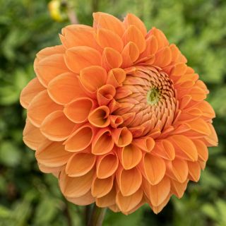 DAHLIA Pompon Maarn