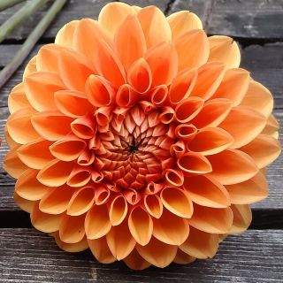 DAHLIA Pompon Maarn