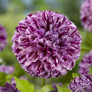 DAHLIA POMPON Marble Ball