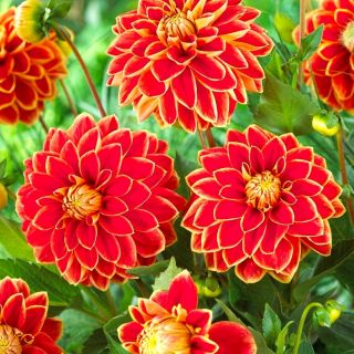 DAHLIA DECORATIVE Maxime