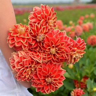 DAHLIA DECORATIVE Maxime