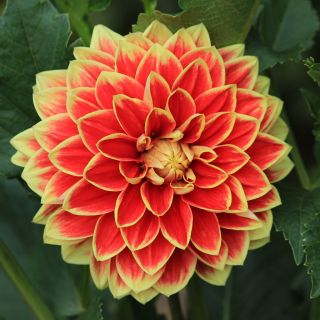 DAHLIA DECORATIVE Maxime