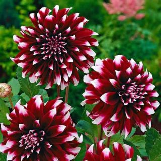 DAHLIA DECORATIVE Mistery Day