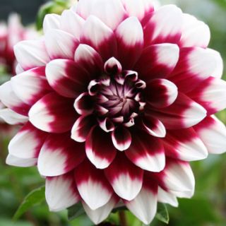 DAHLIA DECORATIVE Mistery Day