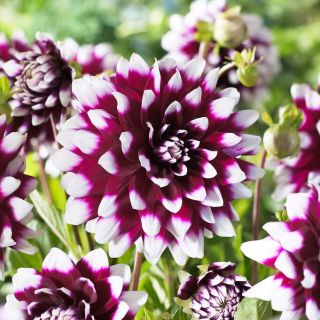 DAHLIA DECORATIVE Mistery Day