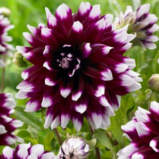 DAHLIA DECORATIVE Mistery Day