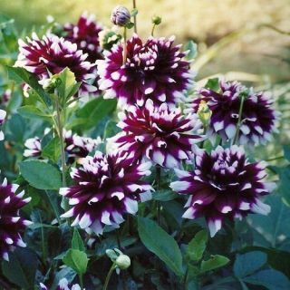 DAHLIA DECORATIVE Mistery Day