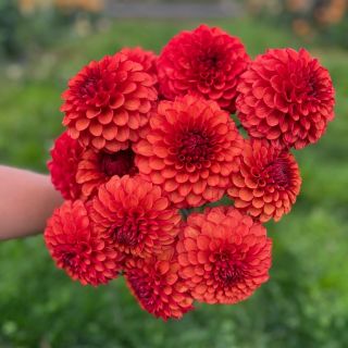 DAHLIA Pompon Nescio