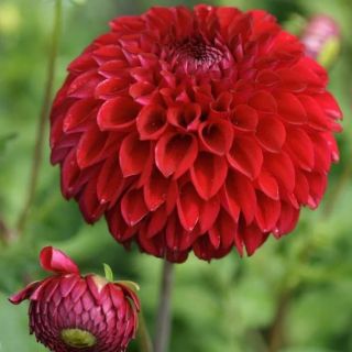 DAHLIA Pompon Nescio