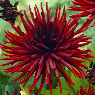 DAHLIA Cactus Nuit Dete