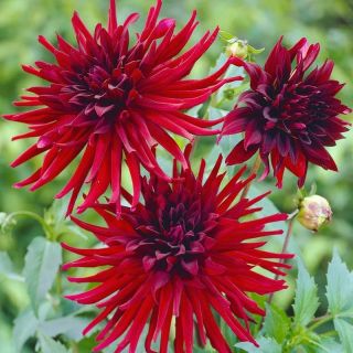 DAHLIA Cactus Nuit Dete