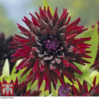 DAHLIA Cactus Nuit Dete