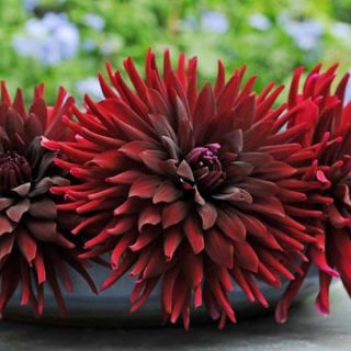 DAHLIA Cactus Nuit Dete