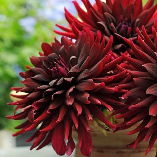 DAHLIA Cactus Nuit Dete