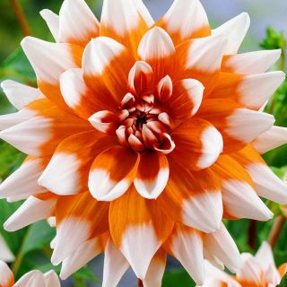 DAHLIA DECORATIVE Orange Duet