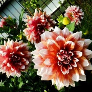 DAHLIA DECORATIVE Orange Duet