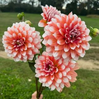 DAHLIA DECORATIVE Orange Duet